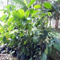 ราคา ต้นจำปูน 40-50 เซน/ต้นกล้าจำปูน ขอขั้นต่ำ 2 ต้นนะคะ (2511821209)