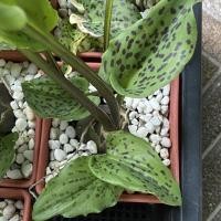 ราคา ว่านรวยล้นฟ้า หรือว่านเพชรฉลูกัณฑ์ ไม้มงคล ว่านอภิมหามงคล (18035947934)