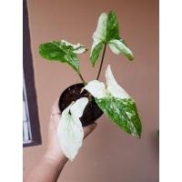 ราคา ต้นเงินไหลมาด่างขาว/ไหลมาด่าง (4578667049)