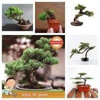 ราคา 50เมล็ด บอนไซ บอนสีพันหายาก ต้นบอนสีแปลกๆ ต้นไม้ เมล็ดพันธุ์ ต้นสน สนขาวญี่ปุ่นแท้ เมล็ดพันธุ์สน เมล็ดพันธุ์ต้นไม้ดอกไม้ (13239062618)