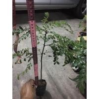 ราคา ต้นสั่งทำ / ต้นหูหนู / ต้นล่ำซำ (Black Ebony) #ต้นล่ำซำ เป็นไม้มงคลอีกต้นหนึ่ง ที่มีความหมายมงคล ให้คุณแก่ผู้ปลูก (5862506065)