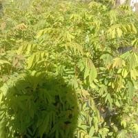 ราคา ต้นขี้เหล็กยอดขาวไซส์เล็กขายเป็นชุด 4 ถุง 100 บาท (40468817254)