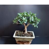 ราคา ช้อนเงินช้อนทอง (1970630596)