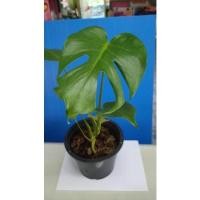 ราคา มอนสเตอร่าไจแอนท์(ไม้ฟอกอากาศ) (8675767849)