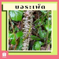 ราคา บอระเพ็ด ก้านบอระเพ็ดสด บอระเพ็ดตัดสดๆตามออเดอร์ แพ็คละ 200 กรัม (9459136616)