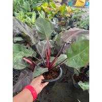 ราคา กุมารดำ ต้นกุมารดำ ต้นไม้มงคล กระถาง 6 นิ้ว (22082550295)