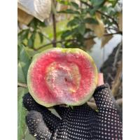 ราคา ฝรั่งไส้แดง ฝรั่งหงจ้วนสือ (40562043496)