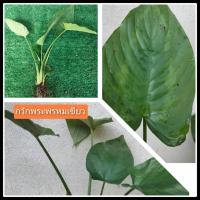 ราคา กวักพระพรหม กวักพระพรหมป่า กวักพระพรหมเขียว ไม้มงคล กวักพระพรหมด่างเงิน กวักพระพรหมด่าง (20509969765)