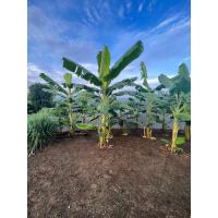 ราคา หน่อพันธุ์กล้วยน้ำว้า ขายหน่อตัดสด (18769568413)