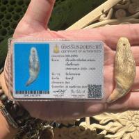 ราคา เขี้ยวหมีจารเต็มหลวงพ่อคง วัดวังสรรพรส พร้อมบัตร (28842476418)