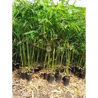 ราคา ไผ่กิมซุง หรือ ไผ่ตงลืมแล้ง สูง80-90ซม (9731173457)