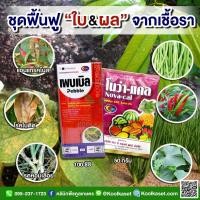 ราคา ชุดฟื้นฟูใบ-ผลจากเชื้อรา ป้องกันโรคใบจุด โรคผลเน่า โรคใบไหม้+ใบหนาเขียวเข้ม ธาตุอาหารรวมบำรุงพืช คูลเกษตร (21506436708)