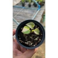 ราคา โชคเก้าชั้นด่างชมพูม่วง โชคเก้าชั้นด่างม่วง โชคเก้าชั้น**(ส่งฟรี)** (25850183877)