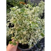 ราคา ต้นเล็บครุฑด่างแคระ ไม้พุ่มเตี้ย (21694937371)