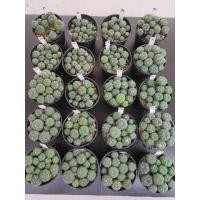 ราคา กระบองเพชร แคคตัส (Cactus) Part 2 แอสโตรไฟตัม แอสทีเรียส ขนาดกระถาง 3 นิ้ว 2/26/21pot (Astrophytum asterias) (3809843185)