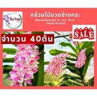 ราคา กล้วยไม้ขวดช้างกระสีหวาน ช้างกระเผด็จในตำนาน ต้นอ่อนกล้วยไม้ช้างกระ กล้วยไม้สกุลช้าง กล้วยไม้เพาะเมล็ด 1ขวด จำนวน 40 ต้น (4248985318)