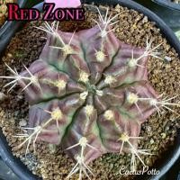 ราคา ❤️❤️มีส่งด่วน❤️❤️ยิมโน โคลน Red Zone /Cactus /Gymno/Gymnocalycium/แคคตัส/ยิมโนด่าง/ไม้ชำหน่อ​ (29189069145)