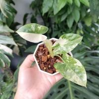 ราคา บอนกระดาษด่าง บอนกระดาดด่างขาว คัดด่างสวย (16082273649)