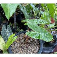 ราคา ฟิโลเดนดรอนก้านส้มphilodendron billietiae Croat3​ใบ (10559745091)