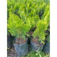 ราคา F619 สนแผง ต้นสนแผง ตกแต่งสวน แบบถุง ต้นสน (21594161933)