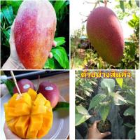 ราคา (2ต้น) ต้น มะม่วงแดง มะม่วงแดงจักพรรดิ มะม่วงแดงจักพรรดิ์ มะม่วง สี แดง happy มะม่วงแดงจักรพรรดิ์ เสียบยอด (17013753653)