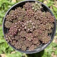 ราคา ยิมโนพอต✨ไม้เพาะเมล็ด (3042078260)