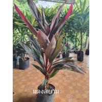 ราคา หมากผู้หมากเมีย (แดงสยาม) ใบสีแดงขอบใบและปลายใบเป็นสีชมพูลายเย็น มี3-4ต้นต่อ1ถุงสูง30-50ซม. (8576634595)