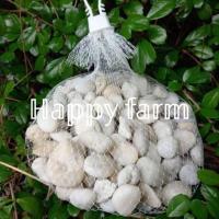 ราคา หินแม่น้ำ หินตกแต่งสวนหินประดับต้นไม้ (8256672857)