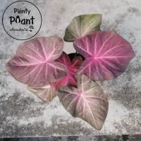 ราคา บอนสีม่วงมงคล บอนเก่าน่าสะสมไม้มงคล (18168116283)