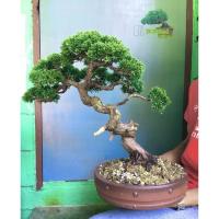 ราคา สนญี่ปุ่นอิโตกาวา ชิมปากุltoigawa shimpaku (14141994862)