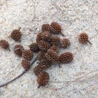 ราคา ลูกสนทะเลแห้ง สำหรับใช้งานศิลปะ งานตกแต้ง หรือพร็อบถ่ายภาพ (9350605999)