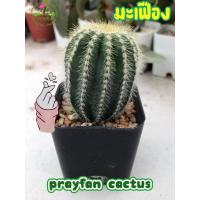 ราคา ต้นกระบองเพชร (Cuctus) : มะเฟืองทอง (9176937509)