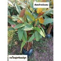 ราคา ต้นคล้าหลังแดง คล้าหลังแดง (42753660803)