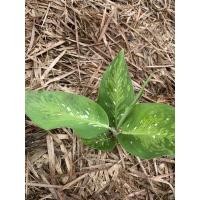 ราคา ต้นสาวน้อยปะแป้งขนาด 4-6นิ้ว (8995210445)