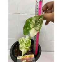 ราคา บอนหูช้างด่างขาวลายวากิว บอนหูช้างขาว (17327496620)