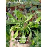 ราคา ต้นพญานาคราช เถาเกร็ดนาคราช ว่านพญานาคราชกระถาง4"ไม้มงคล (20074028294)