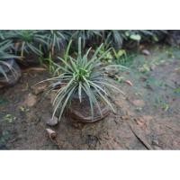 ราคา ต้นหนวดปลาดุกไม้ประดับจัดสวน (20783586219)