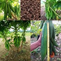 ราคา เมล็ดพันธุ์มะละกอแก้วกลางดงต้นเตี้ยสั่ง2ซอง แถม1ซอง (21876940161)