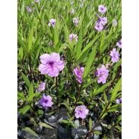 ราคา ต้นต้อยติ่งฝรั่ง สีม่วง ดอกเทพประทานพร ฟ้าประทานพร พร้อมปลูกในถุงดำ 29 บาท (10158127088)