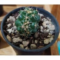 ราคา แคคตัสช้างคริสCoryphanthaelephantidens (3282333334)