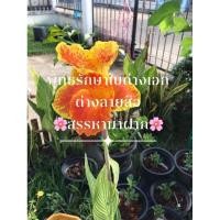 ราคา ดอกพุทธรักษา เป็นดอกต้นพุทธรักษาด่าง ใบด่างดอกด่างลายเสื้อ ซื้อ 10 ต้นแถม1 ต้นฟรีจ้าใ (7758679626)