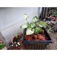 ราคา ต้นออมเงิน ออมทองแคระออมนาคแคระ เศรษฐีเรือนนอก (12932134823)