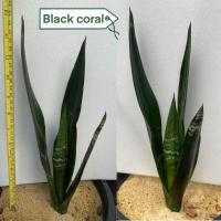 ราคา ต้นลิ้นมังกร Sansevieria Black coral (43523133296)
