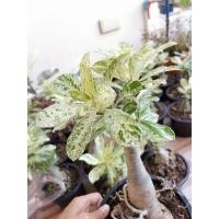 ราคา Adenium ชวนชมด่าง marble (ด่างหินอ่อน) (10338764510)