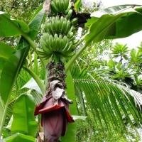 ราคา 1 หน่อกล้วย สายพันธุ์ นางพญา ต้นกล้วย (8669502320)