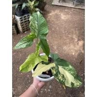 ราคา ต้นเงินไหลมาด่างเหลือง Syngonium podophyllum auro Variegateed (19215878456)
