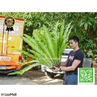 ราคา ต้นเฟิร์น, ข้าหลวงหลังลาย, เฟิร์นรังนก, เฟิร์นข้าหลวง, S - M (40569104876)