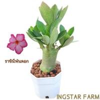 ราคา ต้นชวนชม ต้นกล้าชวนชม สายพันธุ์ราชินีพันดอก ดอกสีชมพูชั้นเดียว จัดส่งพร้อมกระถาง3นิ้ว (22167184055)