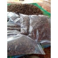 ราคา แมลงสะดิ้ง น้ำหนัก1กิโล ตัวใหญ่ๆไข่แน่นๆ (11351210539)