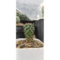 ราคา แมมหนามแดง 3 ต้น กระบองเพชร (9482383898)